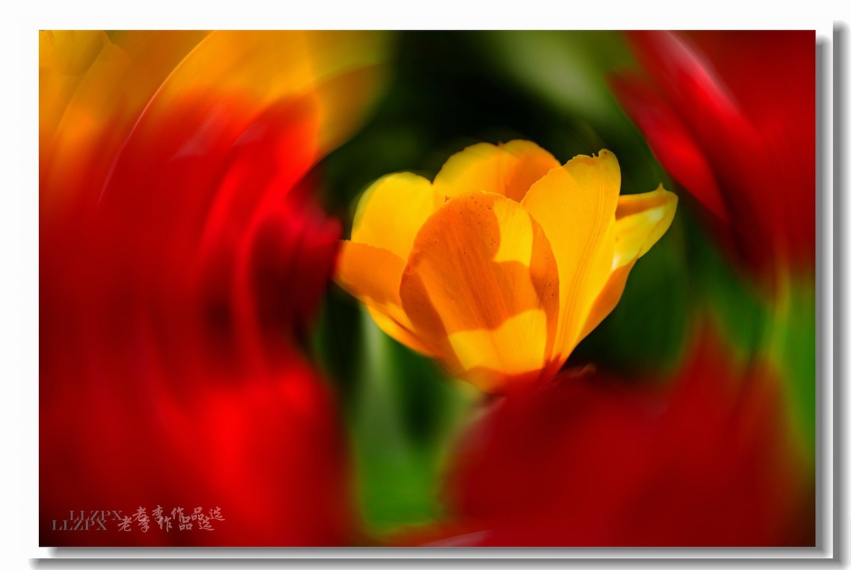 中山公园拍郁金香