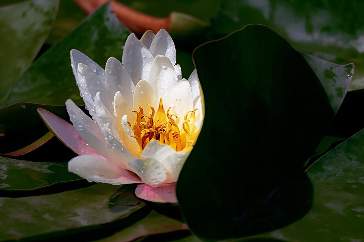 花                                            卉