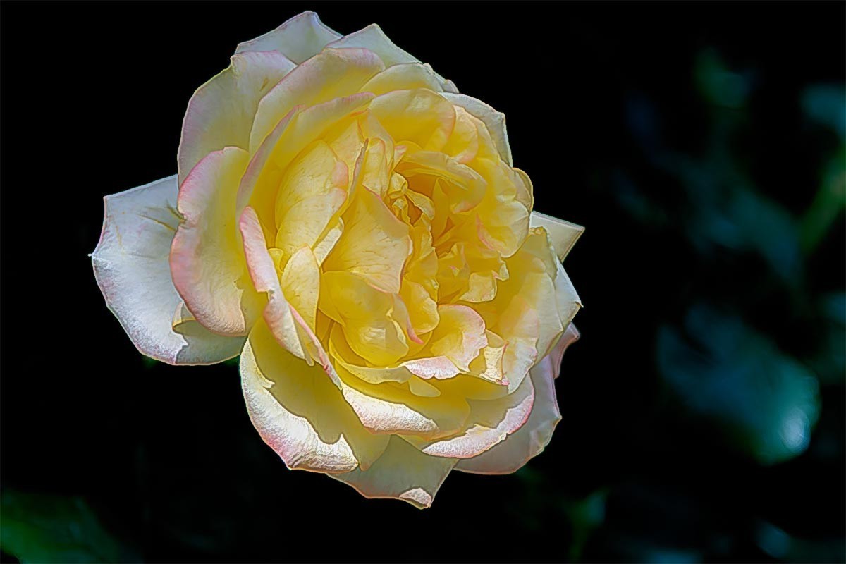 花                                            卉