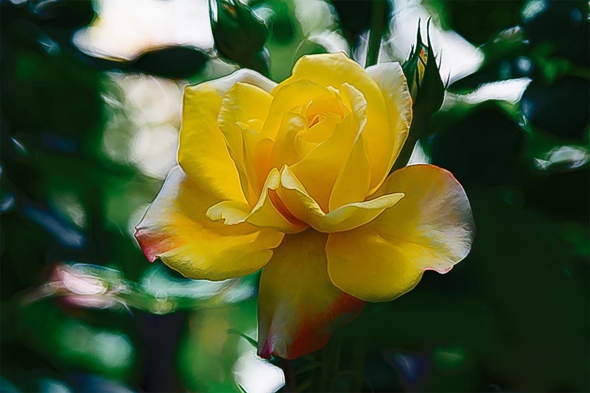 花                                            卉