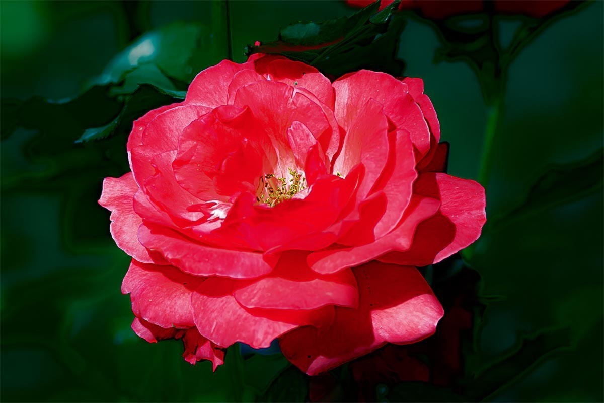 花                                            卉