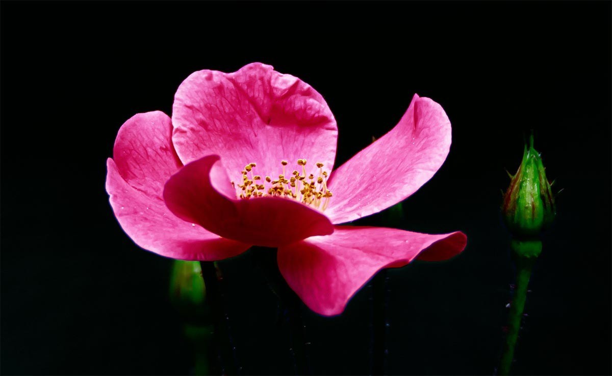 花                                            卉