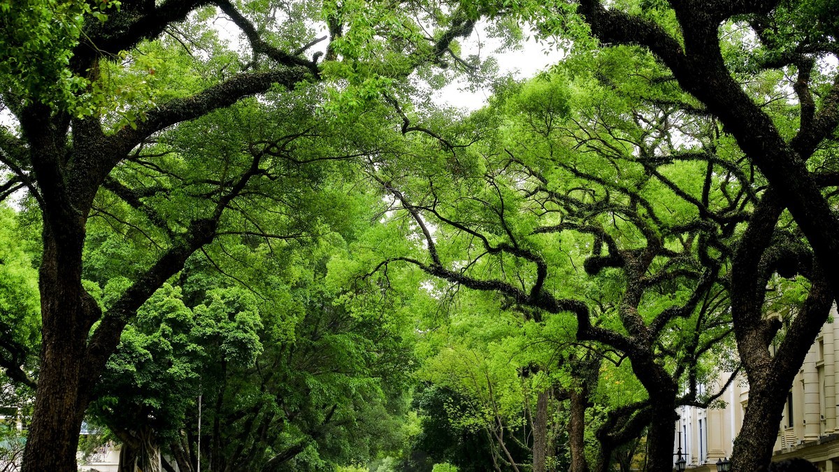 沙面风情（二）