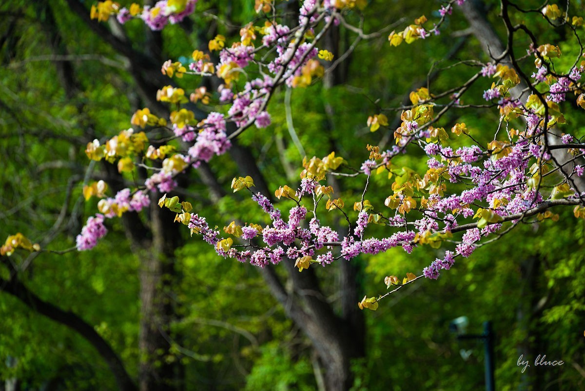苏州植物园掠影（2）