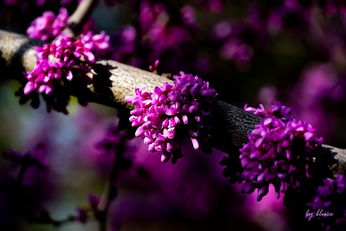 苏州植物园掠影（2）