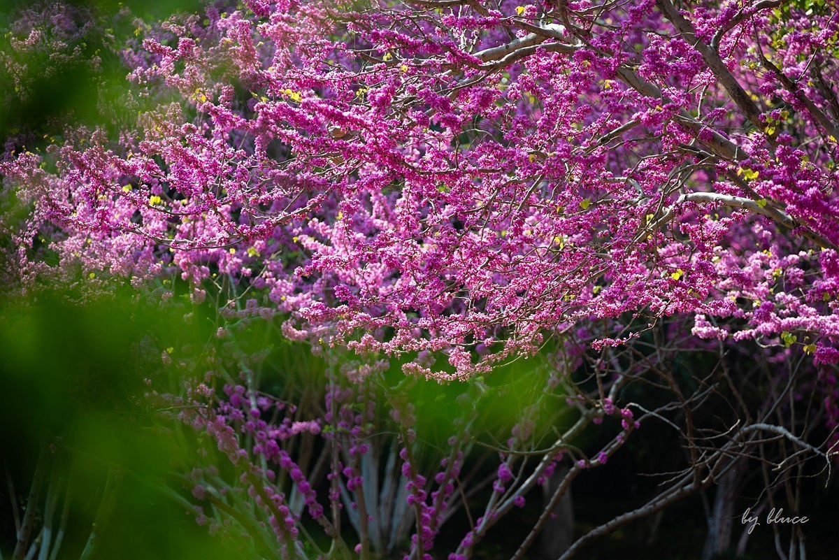 苏州植物园掠影（2）
