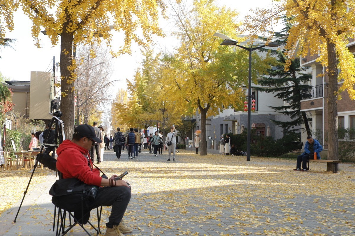 滨城游拍——初冬枫林街（2024-1）