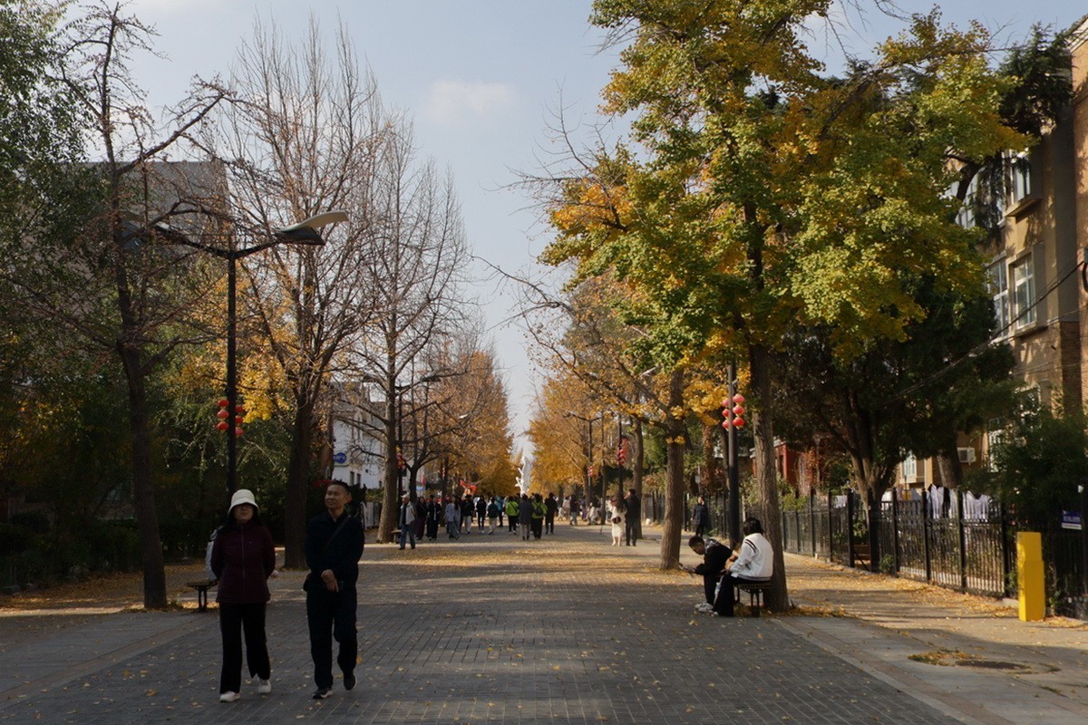 滨城游拍——初冬枫林街（2024-1）