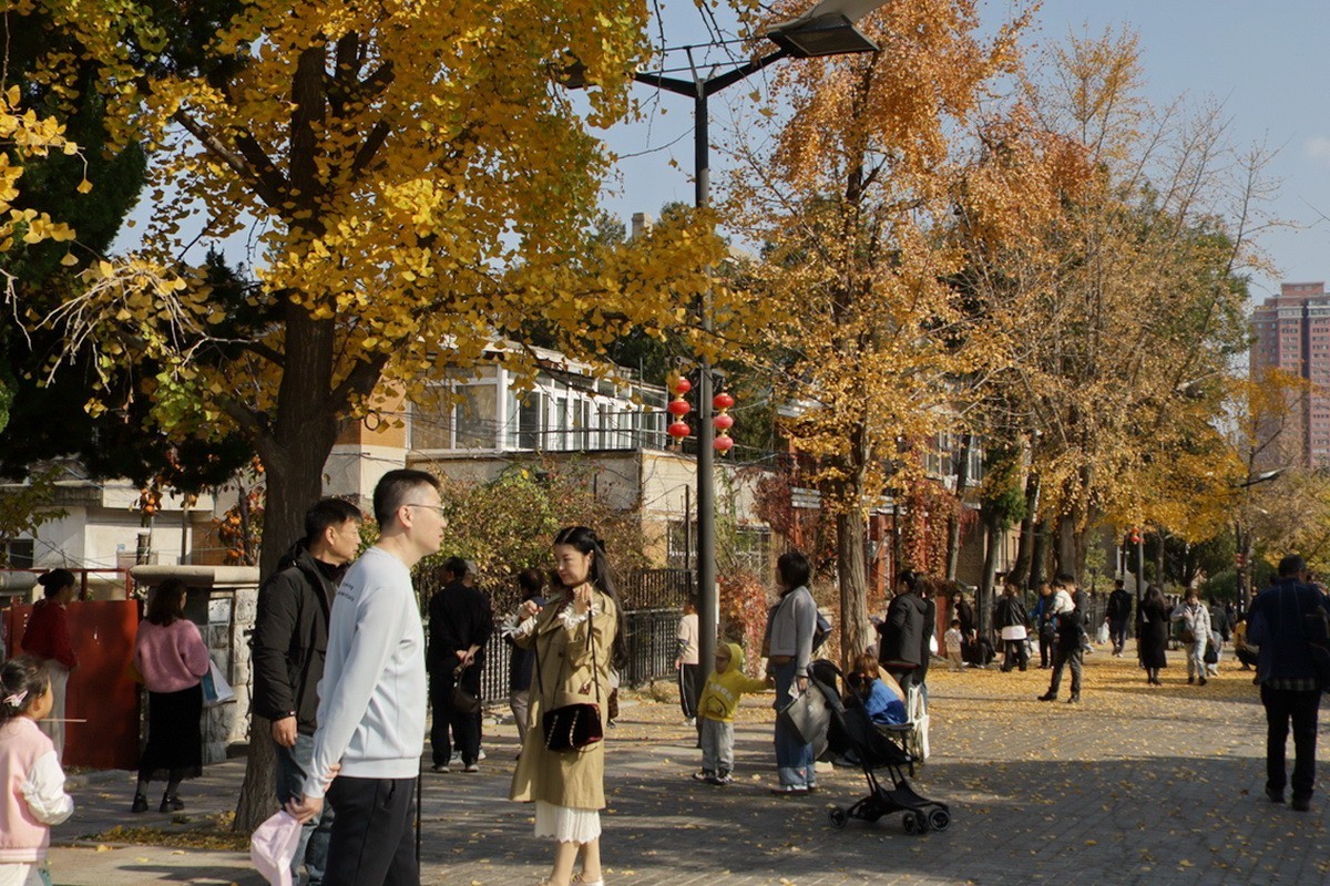 滨城游拍——初冬枫林街（2024-1）