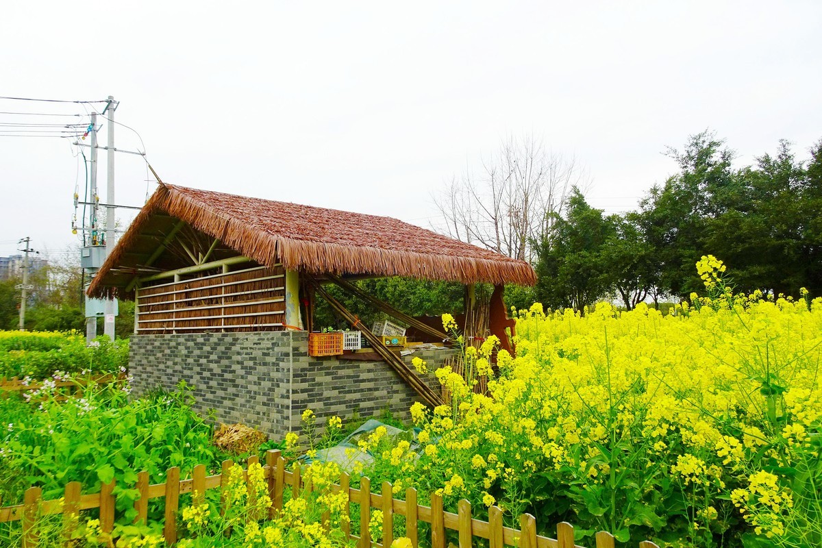菜花 小屋 石板路