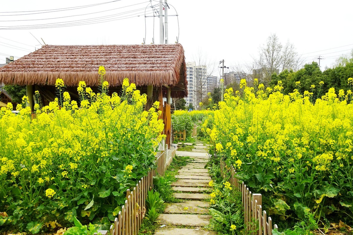 菜花 小屋 石板路