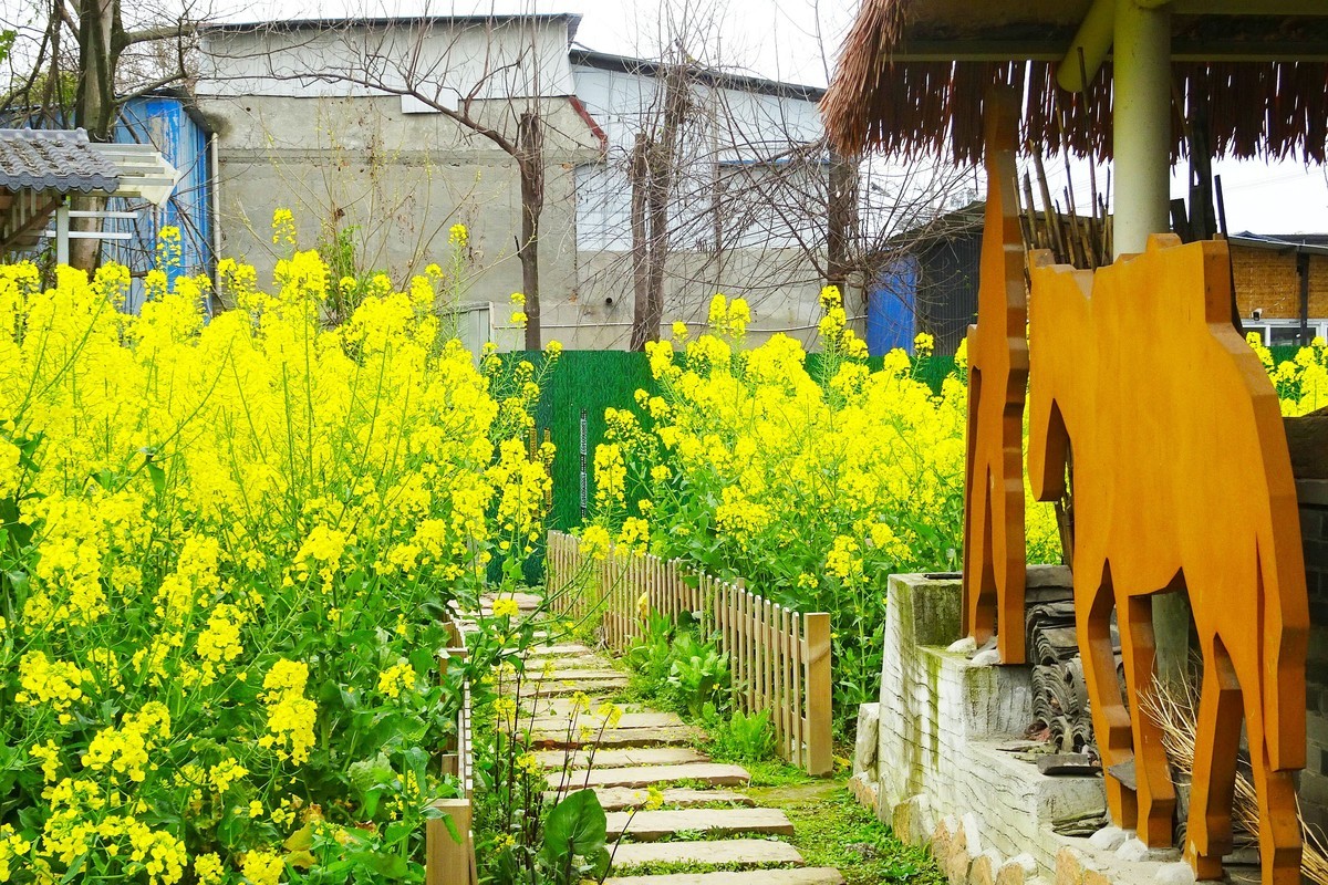 菜花 小屋 石板路
