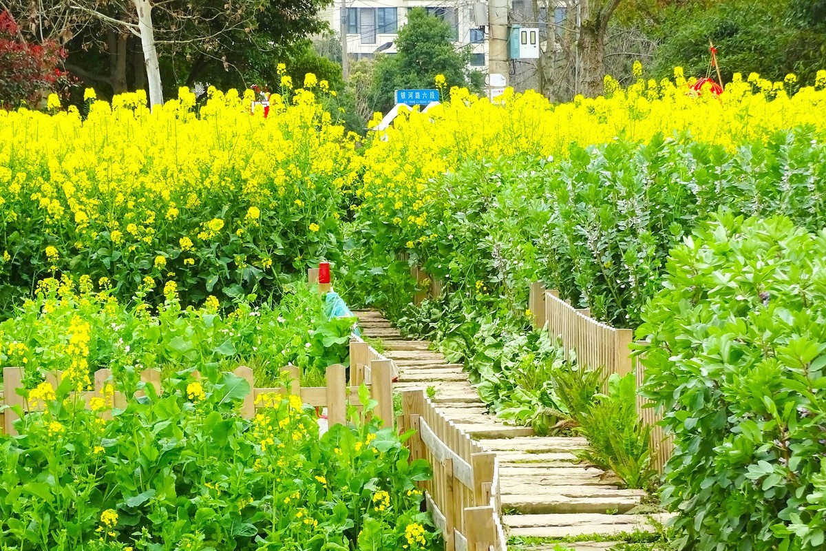 菜花 小屋 石板路