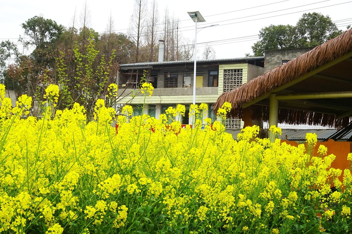 菜花 小屋 石板路