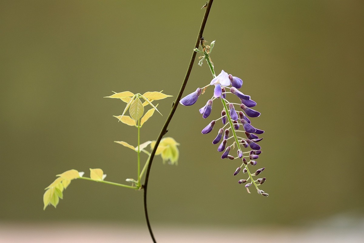 紫藤 【六】2025.133