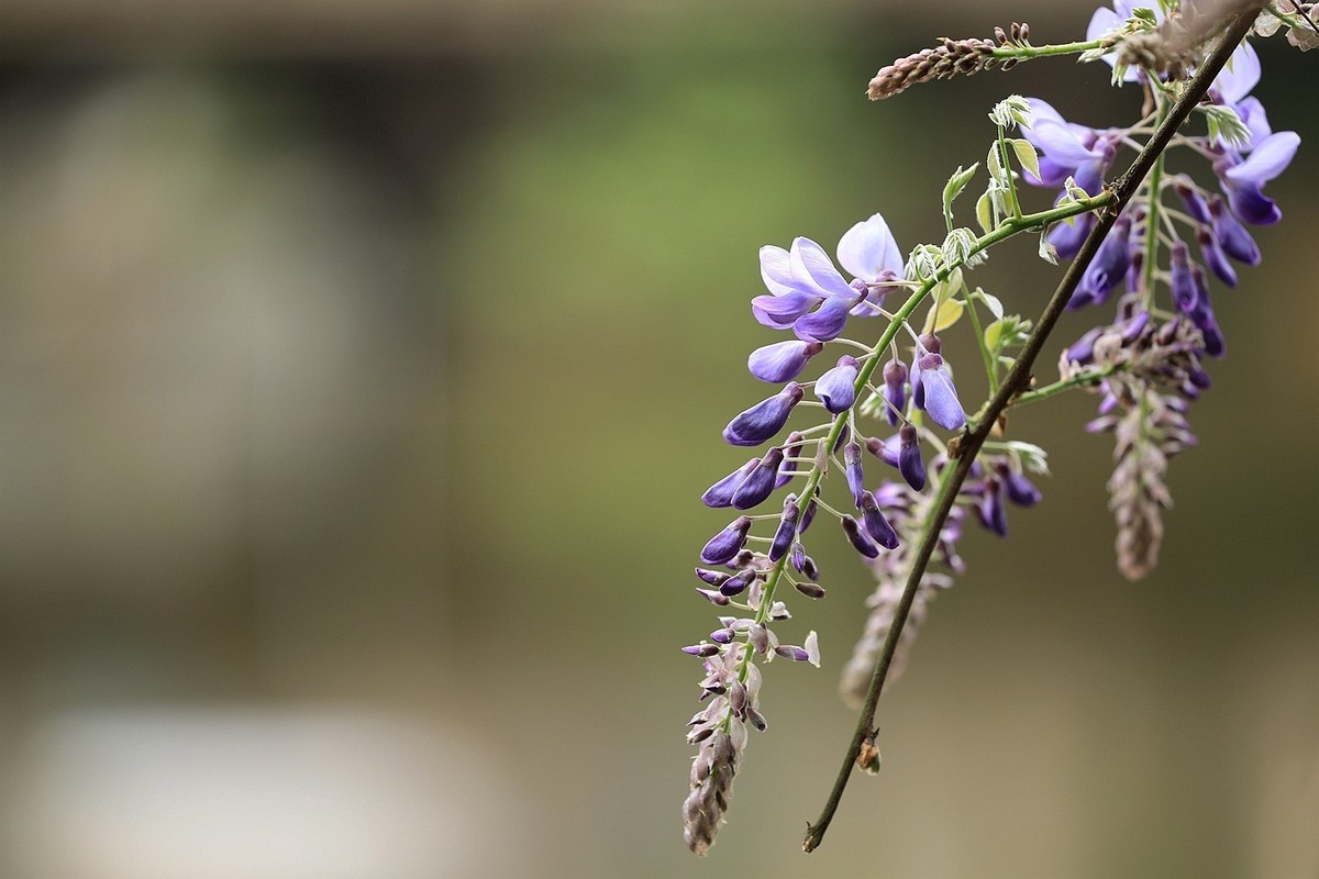 紫藤 【六】2025.133