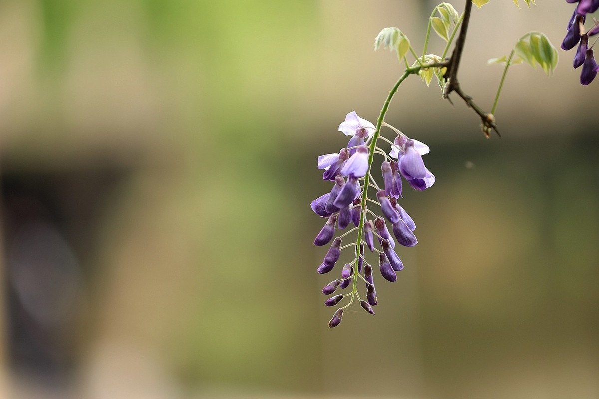 紫藤 【六】2025.133