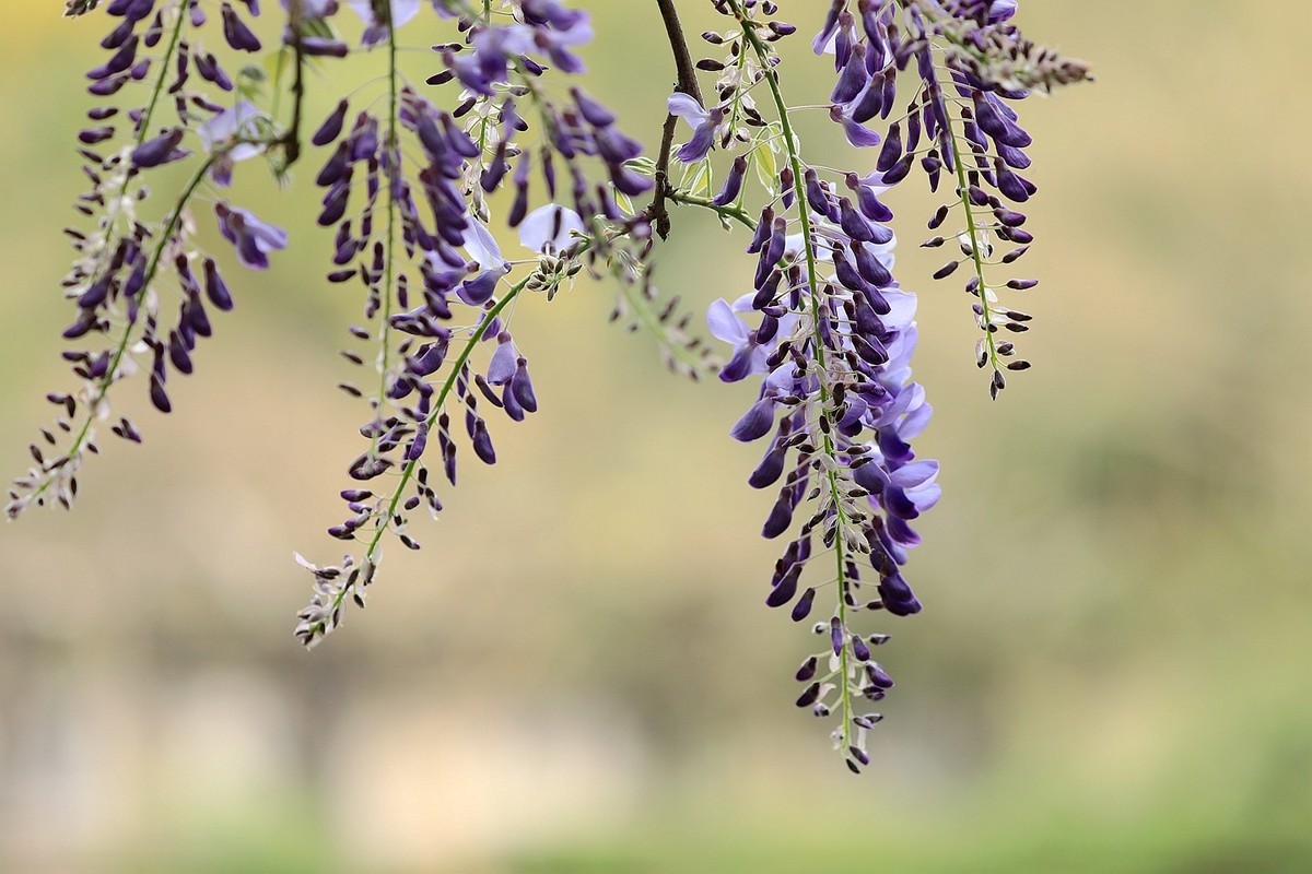 紫藤 【六】2025.133