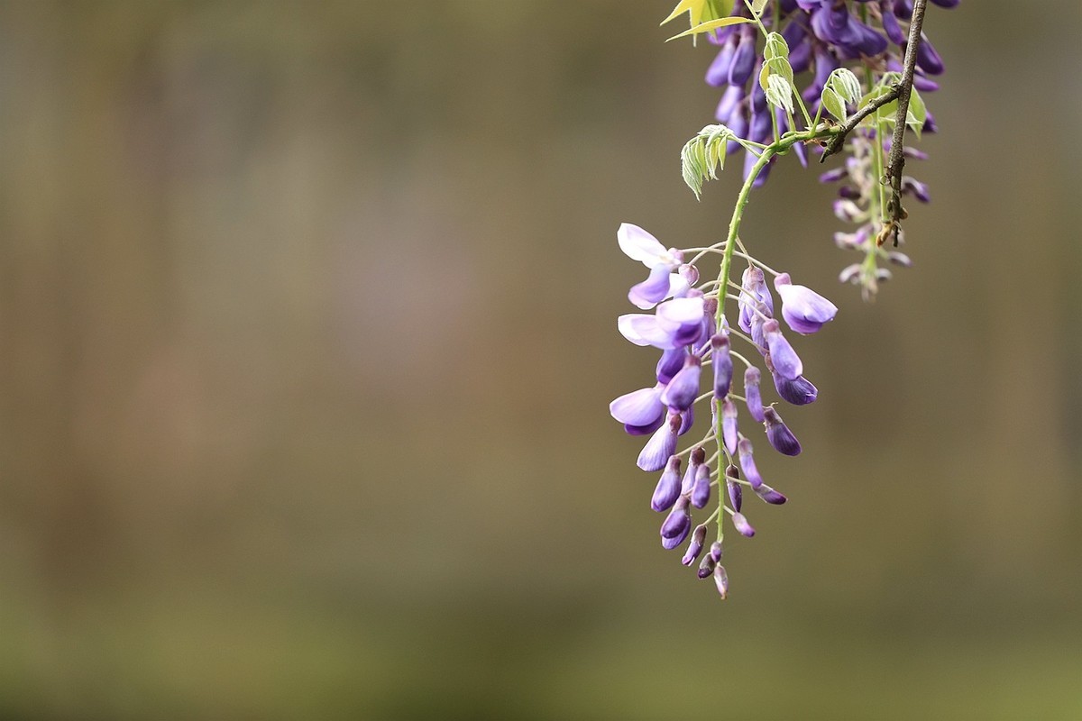 紫藤 【六】2025.133