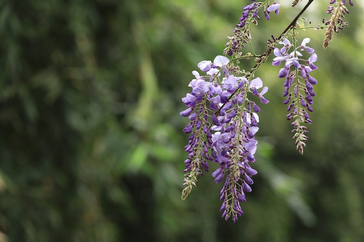 紫藤 【六】2025.133