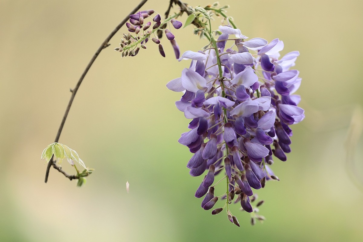 紫藤 【六】2025.133