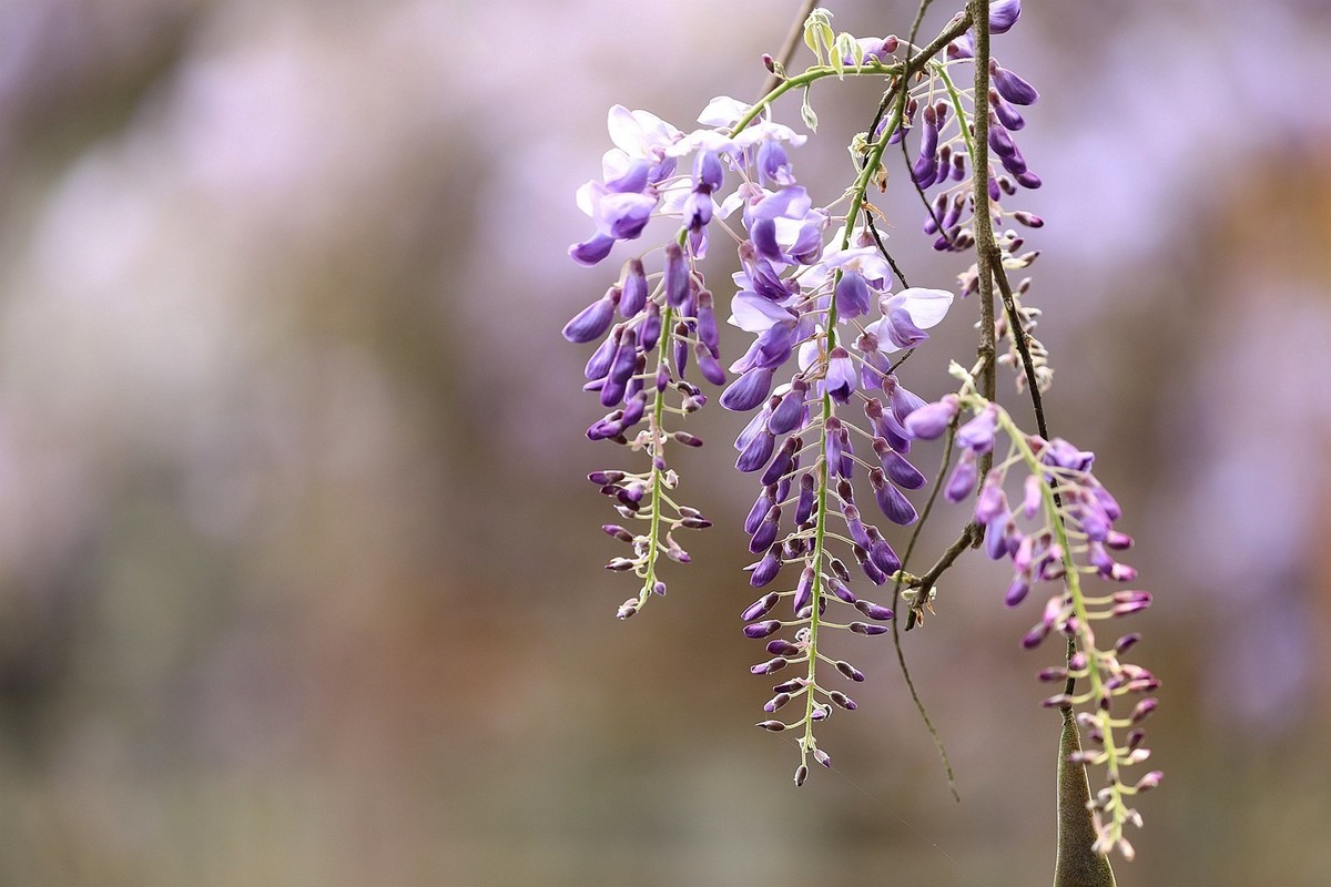 紫藤 【六】2025.133