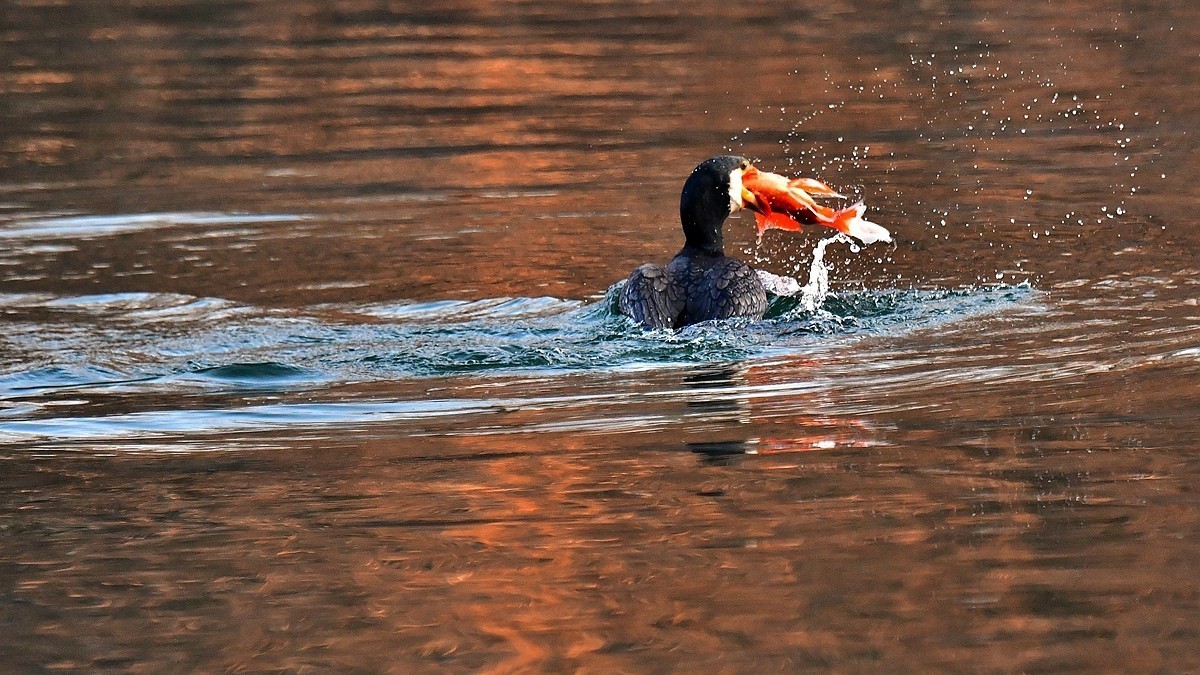 【视觉光影】明 湖 鸬 鹚 （22）