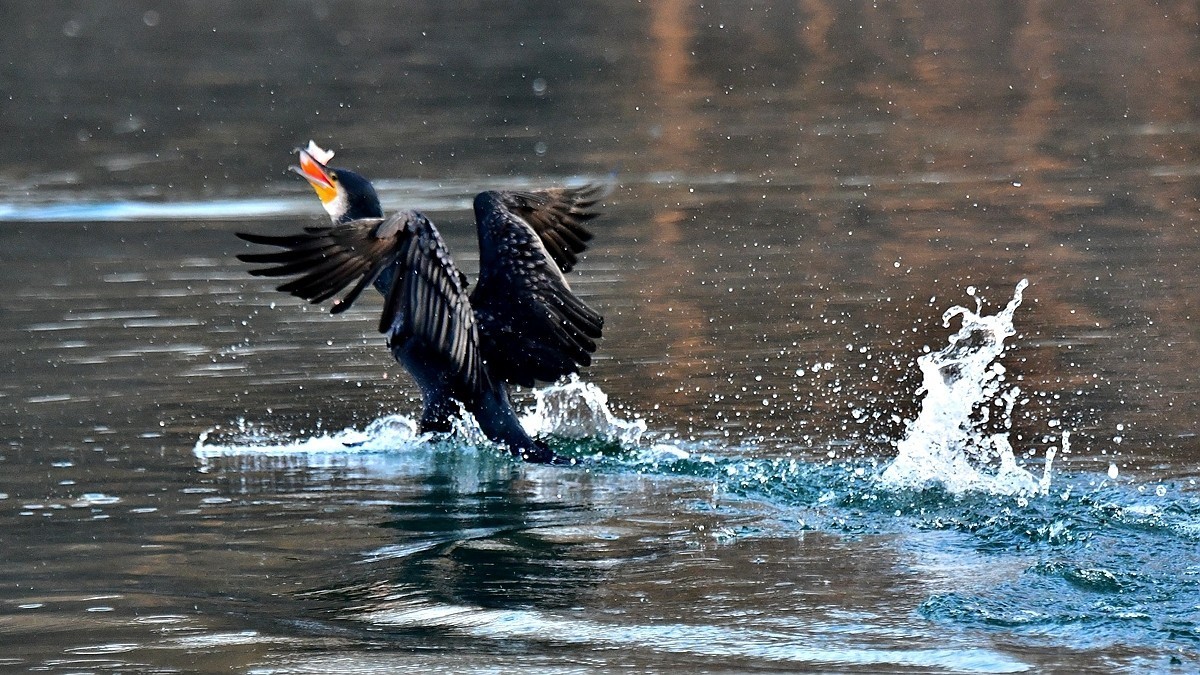 【视觉光影】明 湖 鸬 鹚 （22）