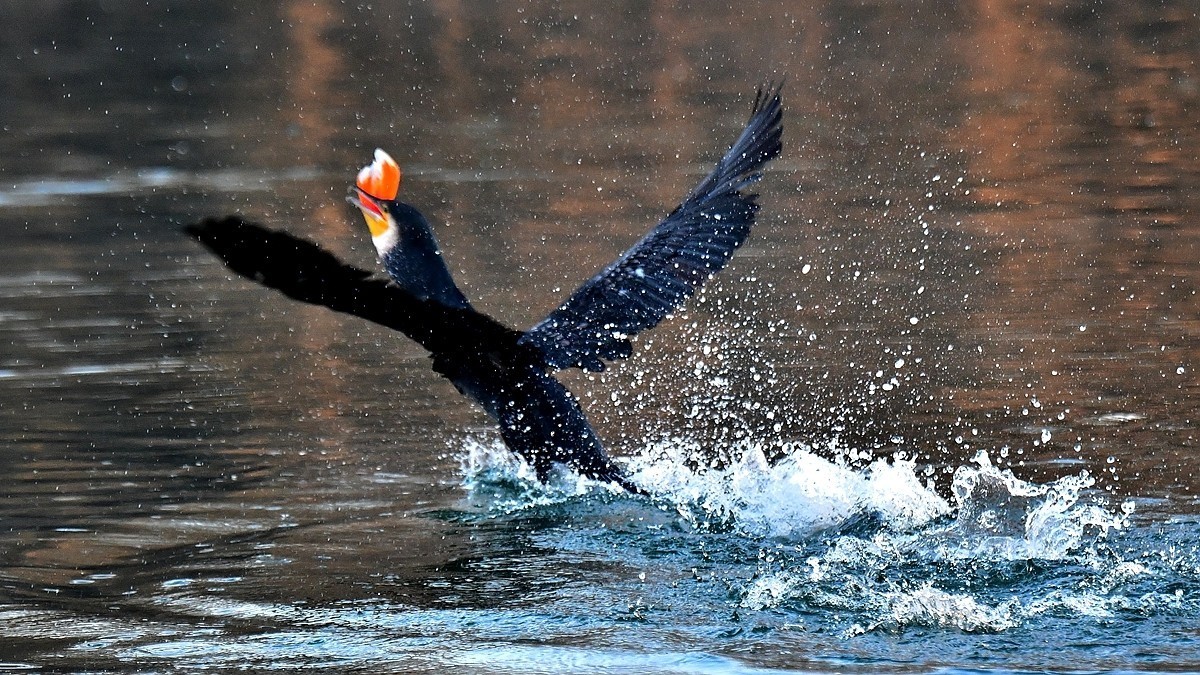 【视觉光影】明 湖 鸬 鹚 （22）