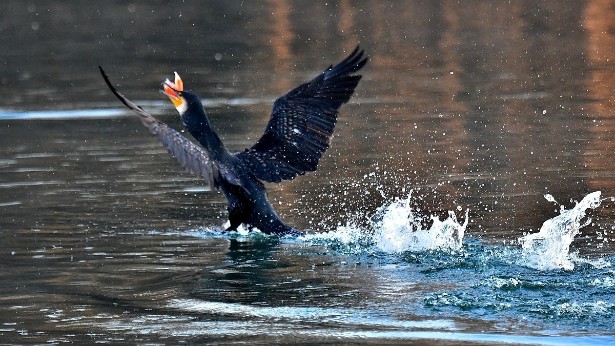 【视觉光影】明 湖 鸬 鹚 （22）