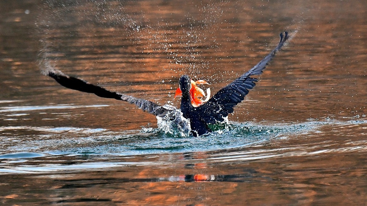 【视觉光影】明 湖 鸬 鹚 （22）