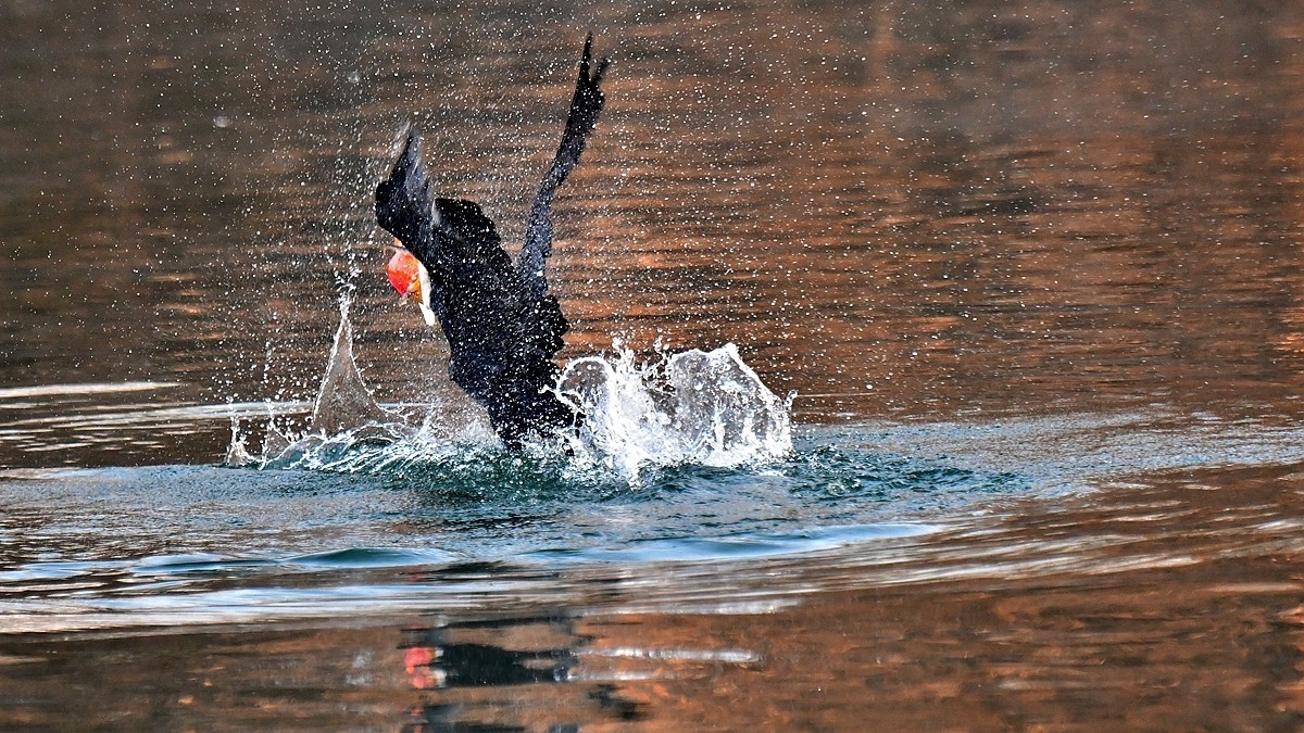 【视觉光影】明 湖 鸬 鹚 （22）