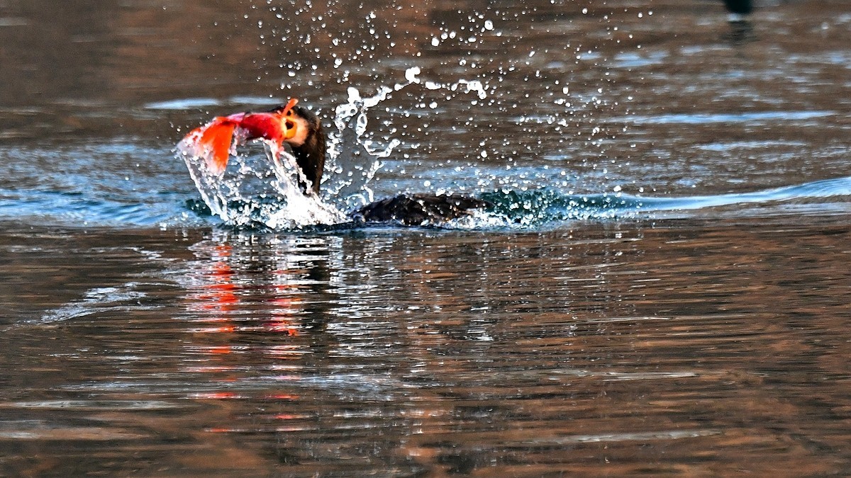 【视觉光影】明 湖 鸬 鹚 （22）