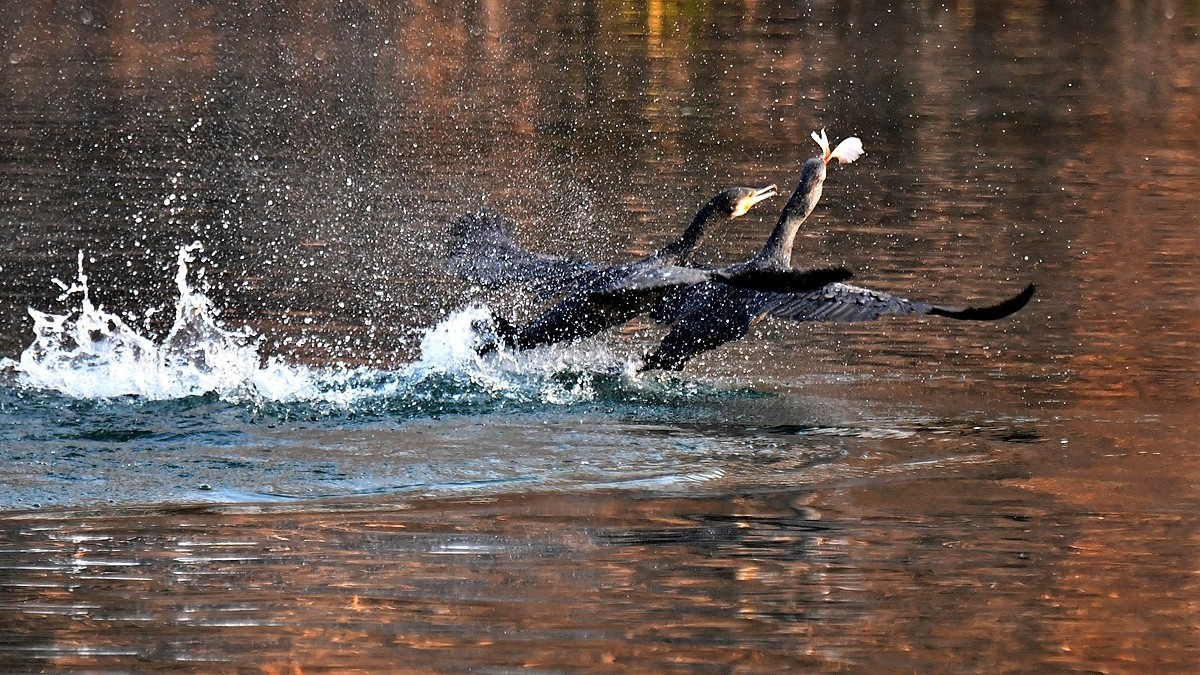 【视觉光影】明 湖 鸬 鹚 （22）