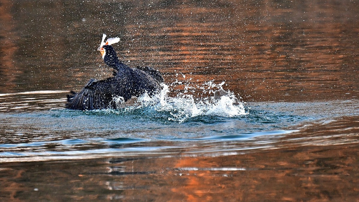 【视觉光影】明 湖 鸬 鹚 （22）