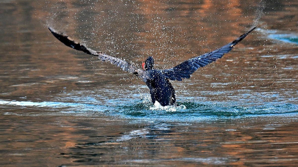 【视觉光影】明 湖 鸬 鹚 （22）