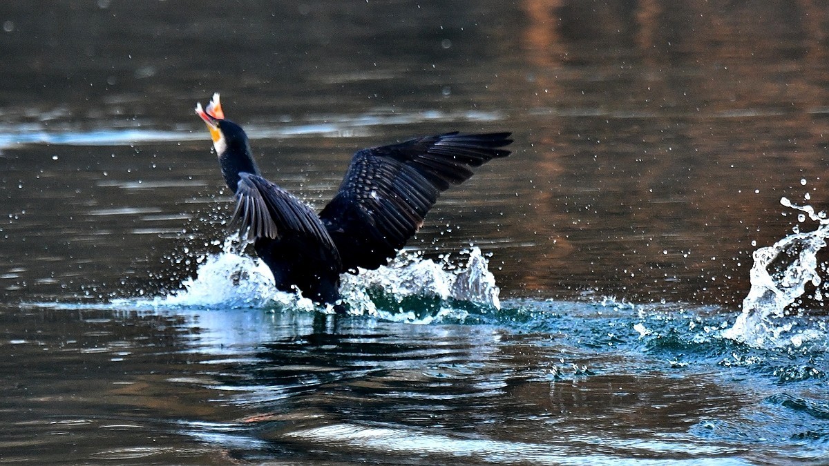 【视觉光影】明 湖 鸬 鹚 （22）