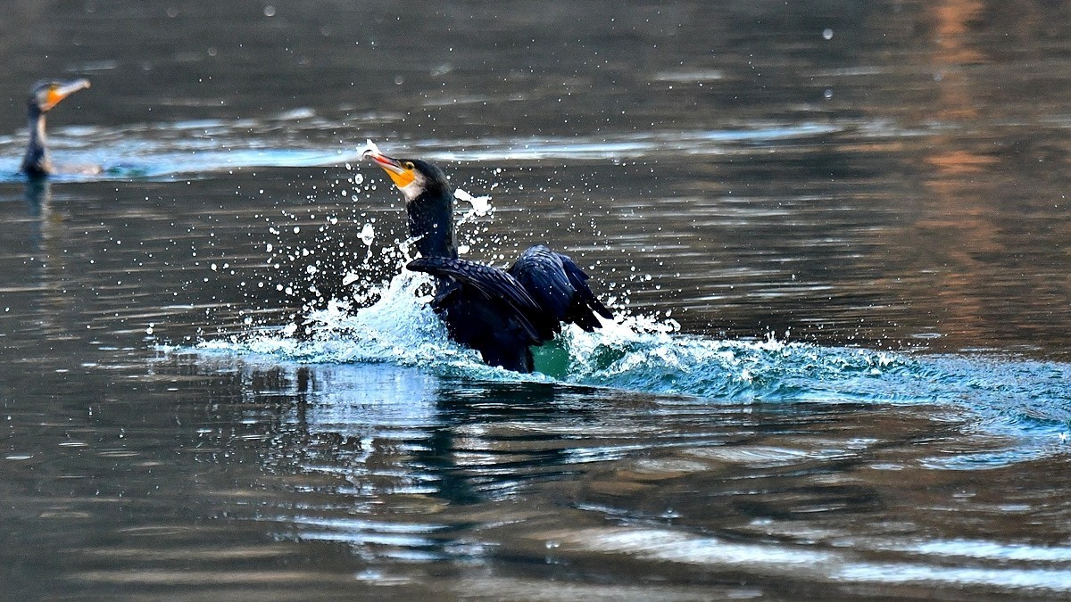 【视觉光影】明 湖 鸬 鹚 （22）