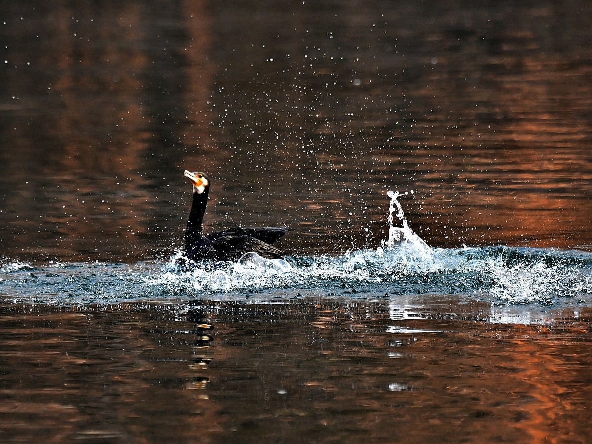 【视觉光影】明 湖 鸬 鹚 （22）
