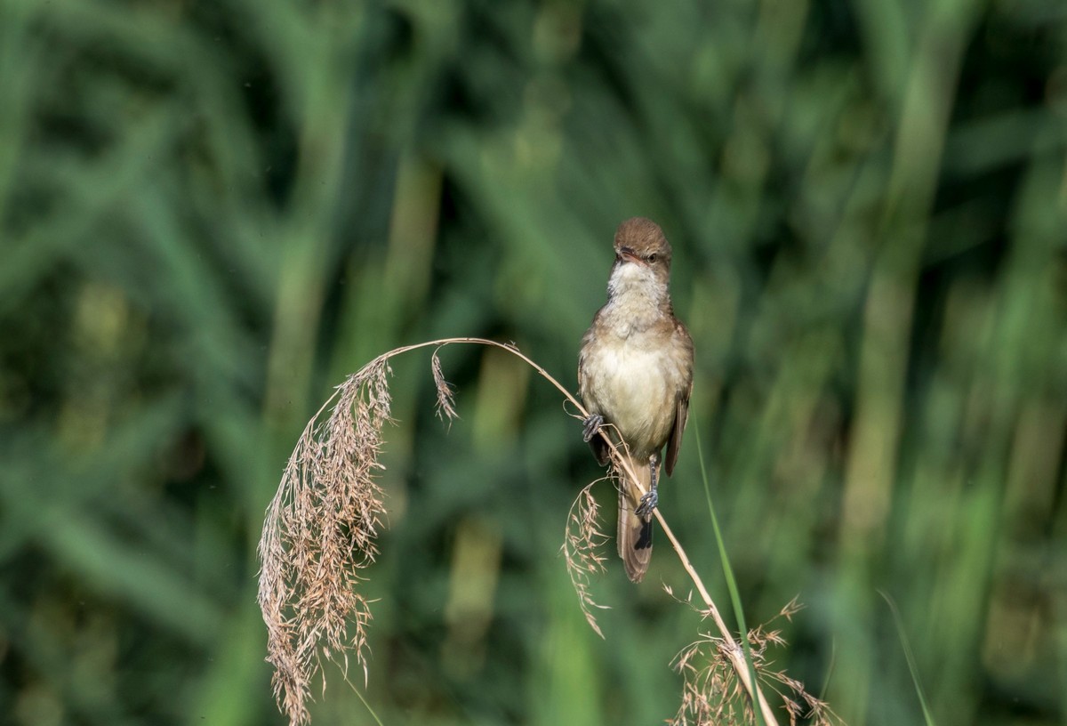爱唱歌的大苇莺（十二）