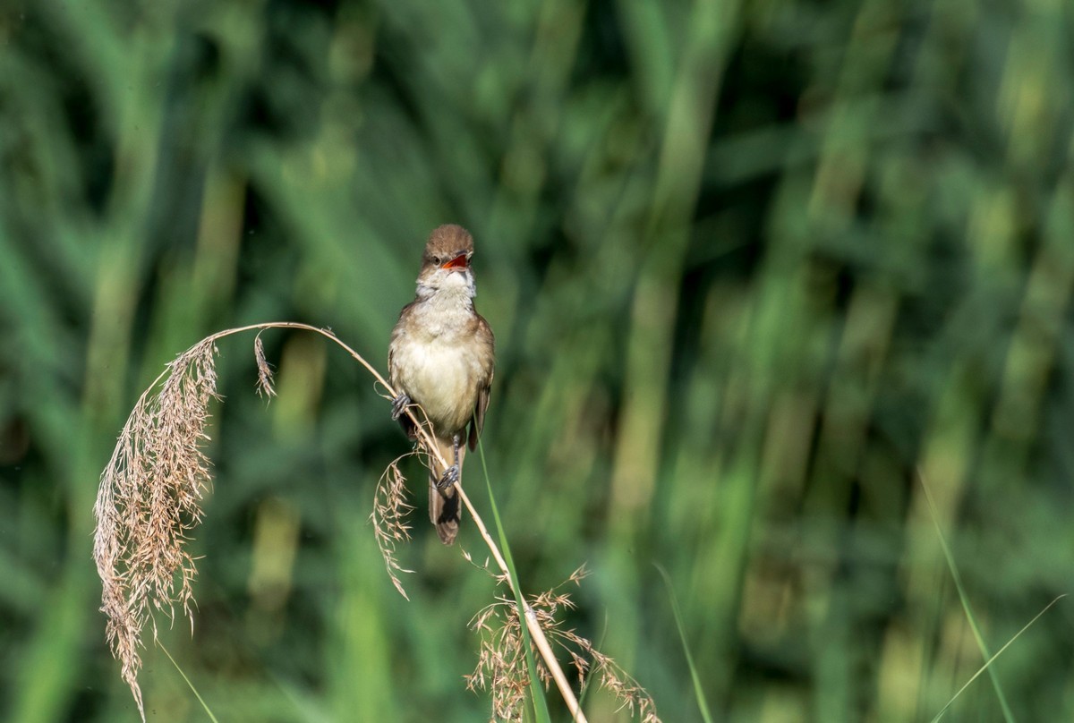 爱唱歌的大苇莺（十二）