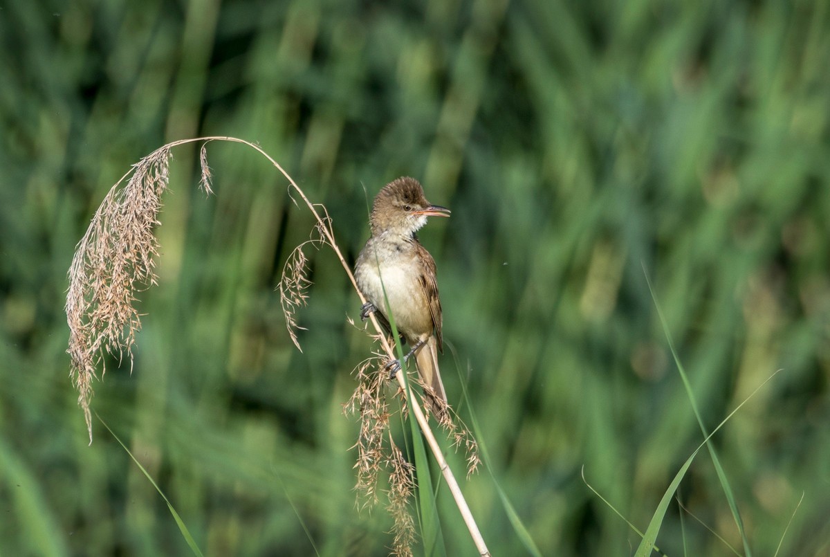 爱唱歌的大苇莺（十二）