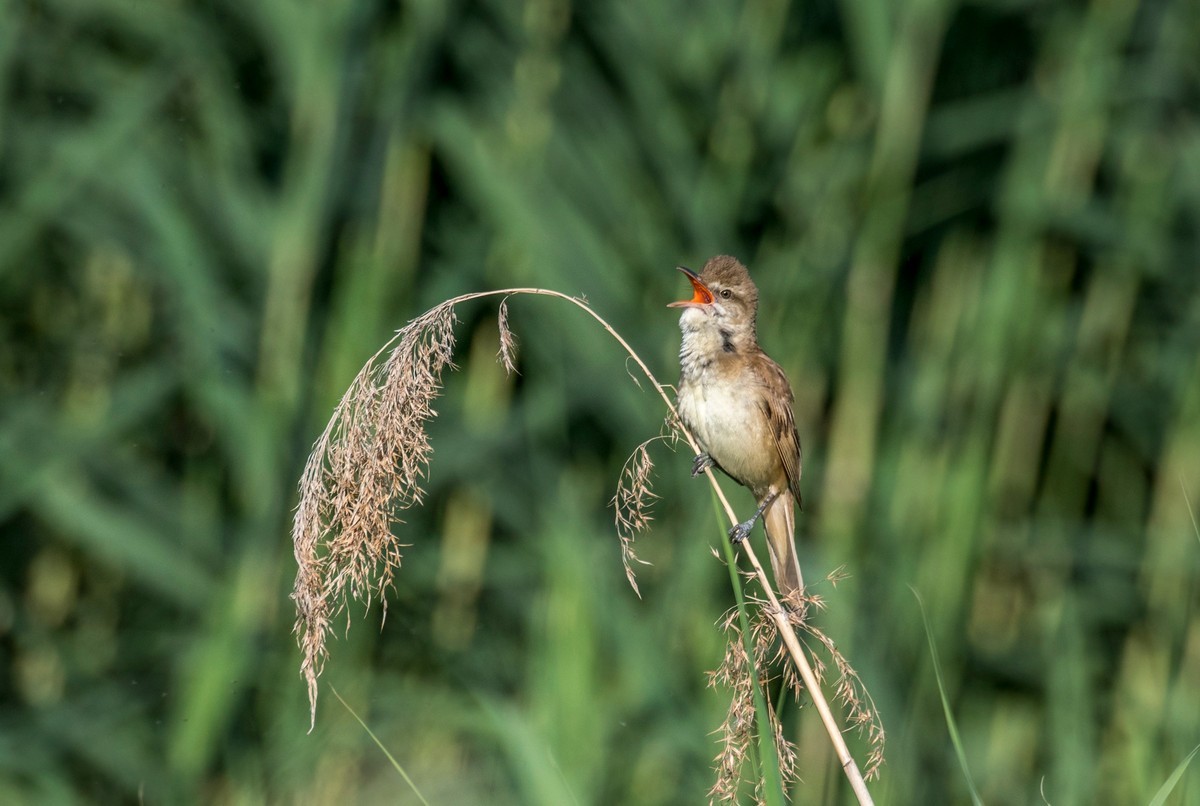 爱唱歌的大苇莺（十二）