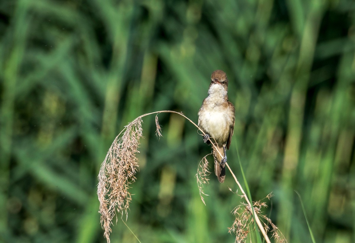 爱唱歌的大苇莺（十二）