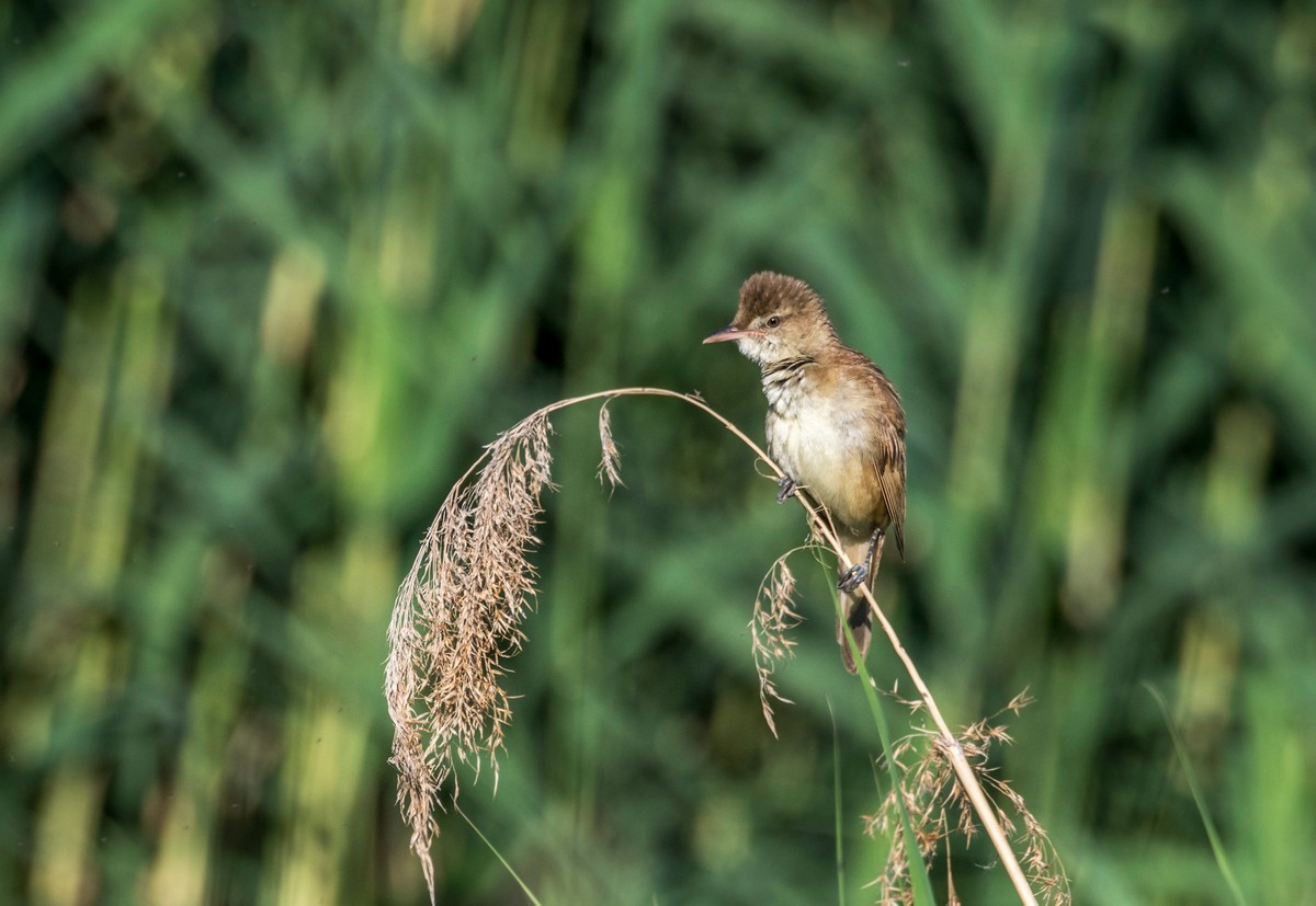 爱唱歌的大苇莺（十二）