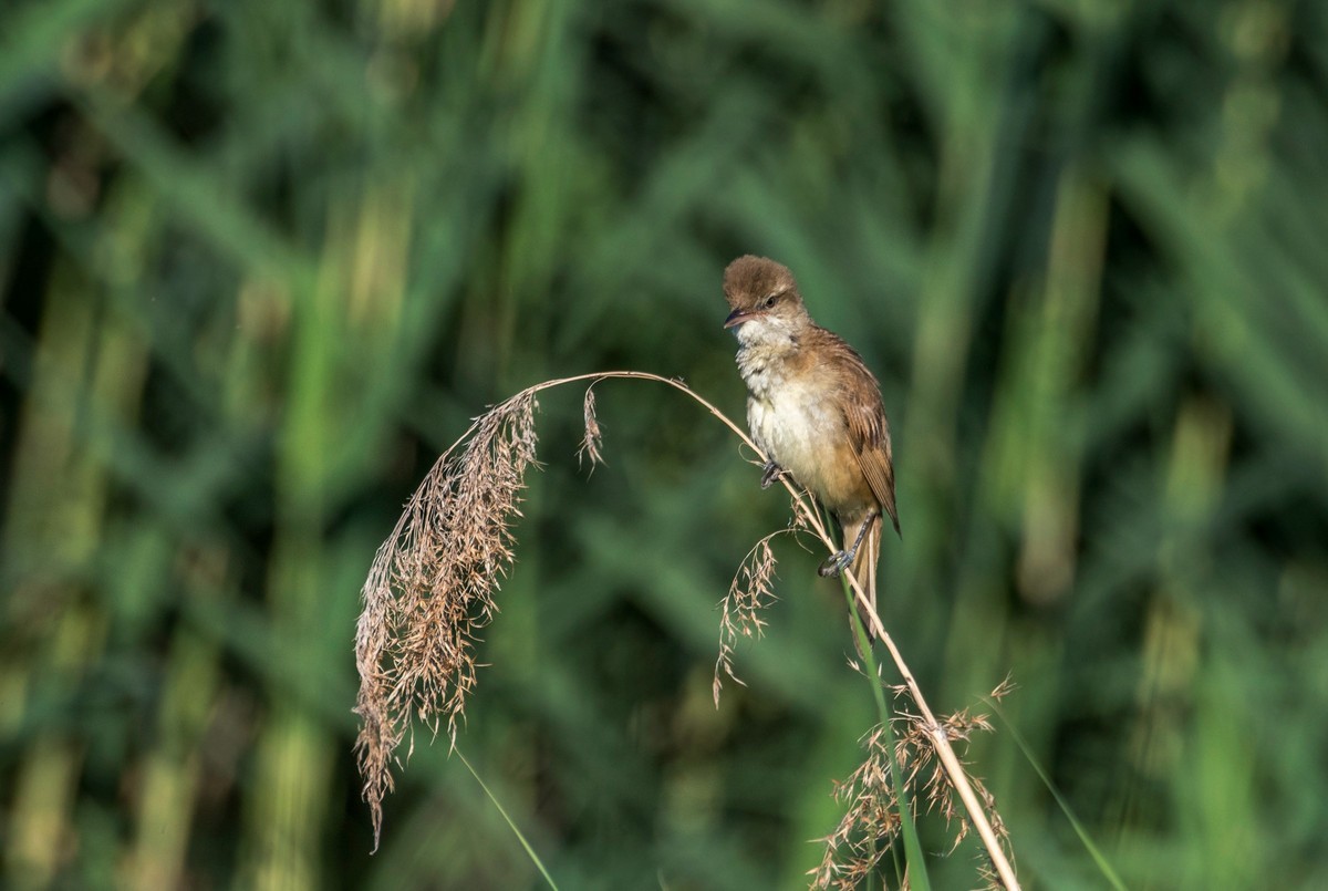 爱唱歌的大苇莺（十二）