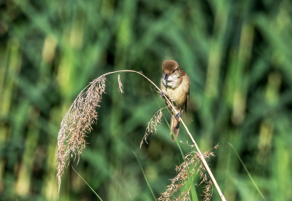 爱唱歌的大苇莺（十二）