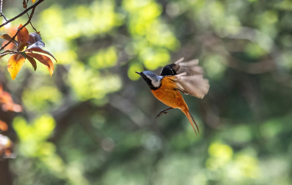 北红尾鸲（四十四）