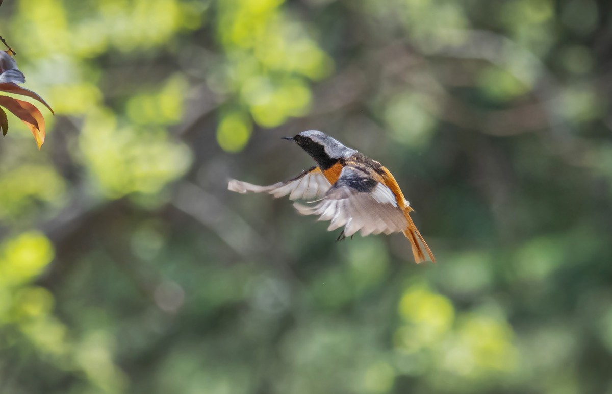 北红尾鸲（四十四）