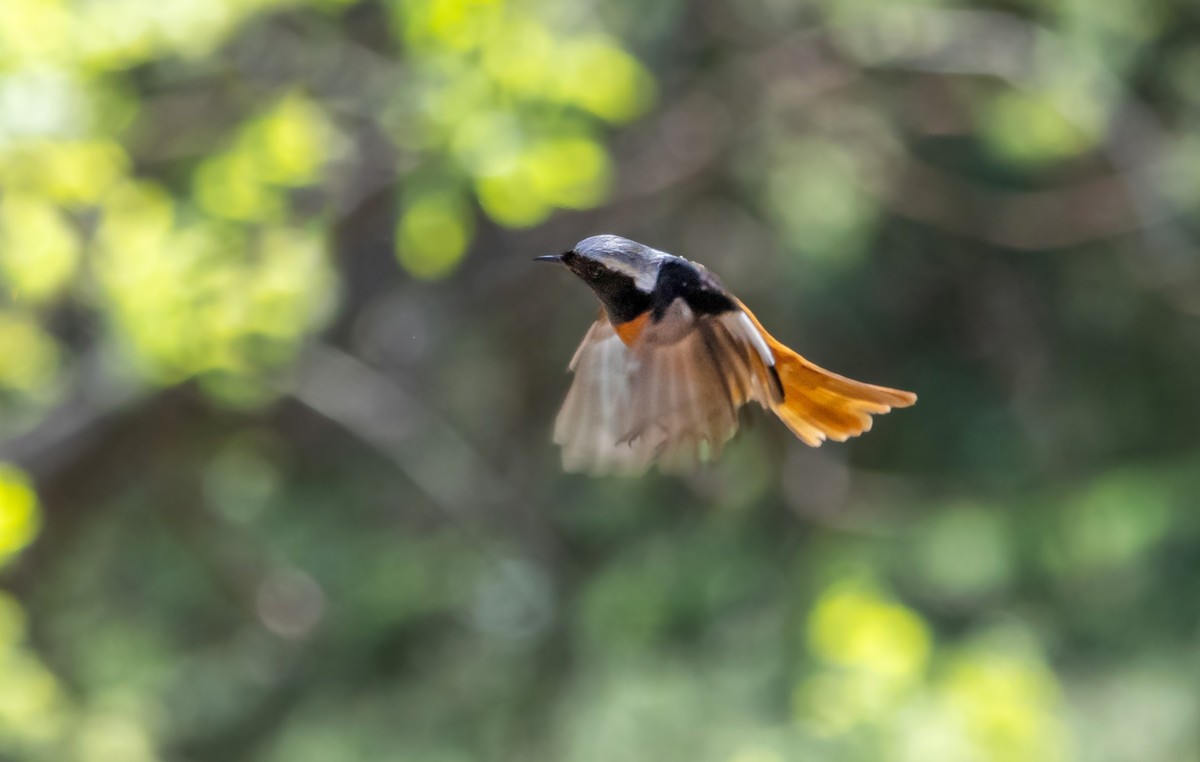 北红尾鸲（四十四）